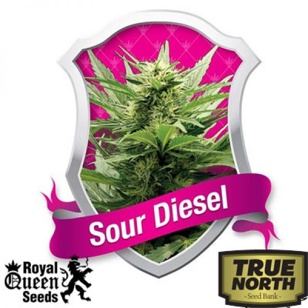 sour diesel feminized seeds