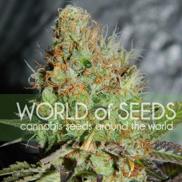 afghan kush special feminized seeds