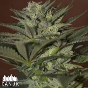 Reliable strain weed: final thoughts