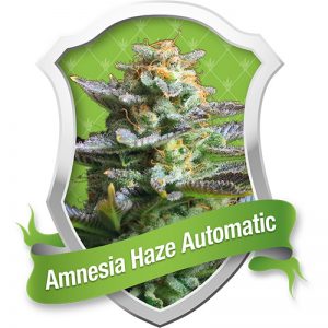 amnesia haze automatic