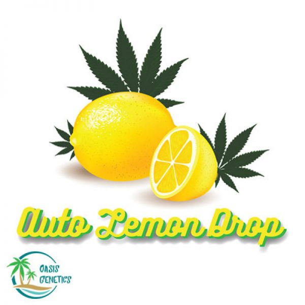 auto lemon drop