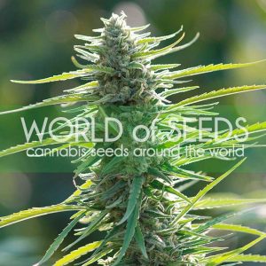 colombian gold feminized seeds