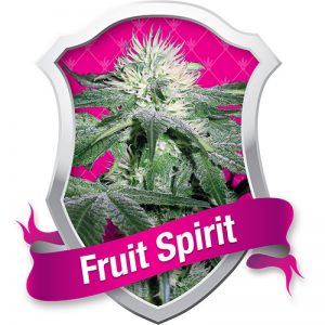 fruit spirit feminized seeds