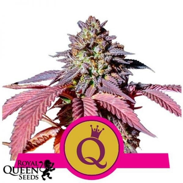 purple queen feminized seeds
