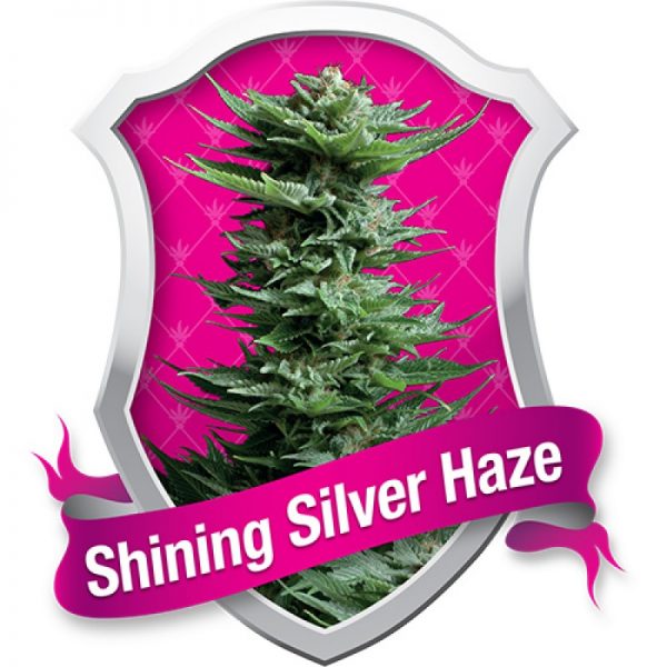 shining silver haze feminized seeds