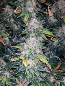 cheese seeds south africa 22