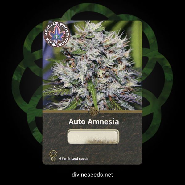 Auto Amnesia1