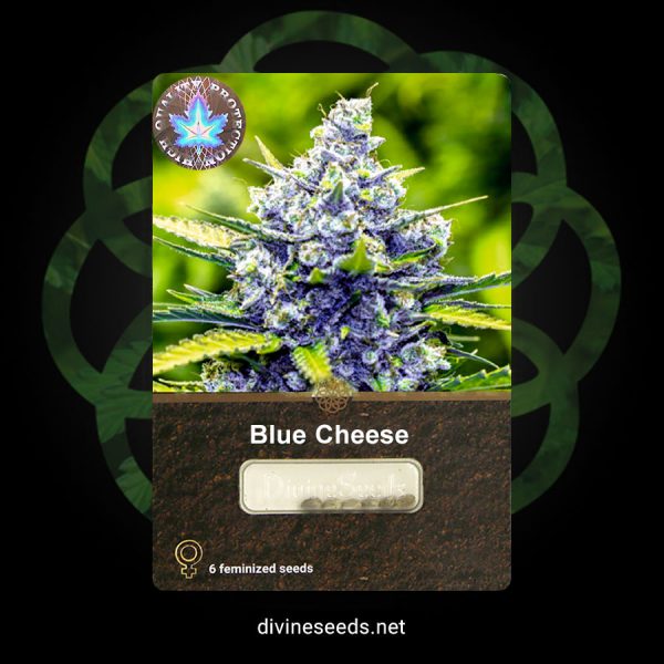 Blue Cheese Feminized1