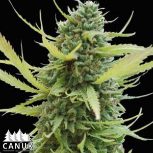 Sour Diesel Feminized Seeds