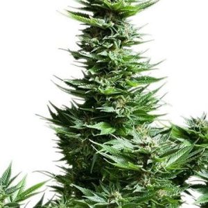Sunset Sherbet Feminized Cannabis Bulk